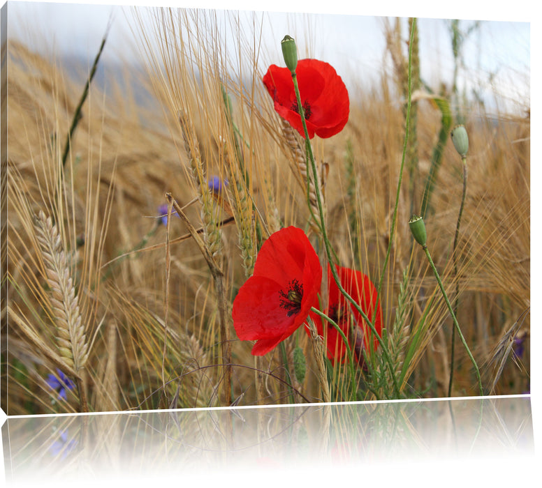 Pixxprint Mohnblumen im Getreidefeld, Leinwandbild