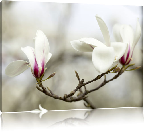 Weiße Baumblüten Leinwandbild