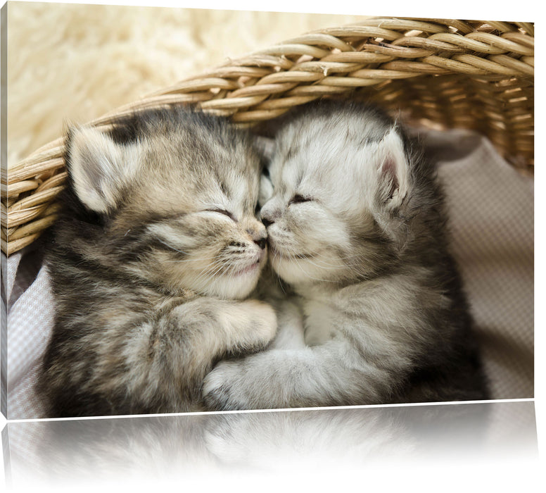Pixxprint Baby Katze, Leinwandbild