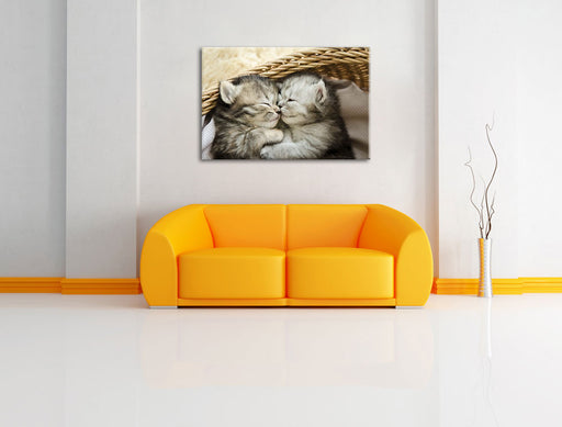 Baby Katze Leinwandbild über Sofa