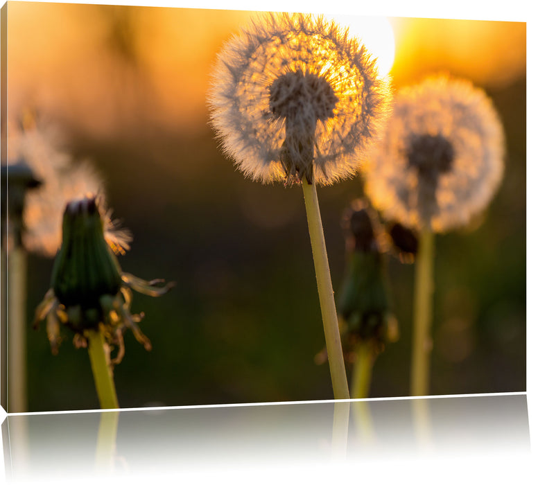 Pixxprint Pusteblume, Leinwandbild