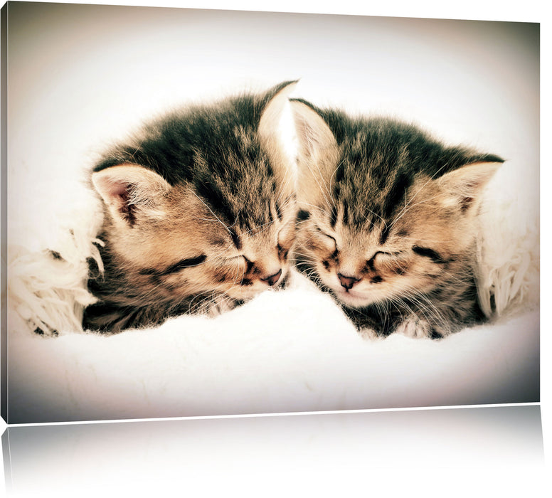 Pixxprint Katzen Herzform, Leinwandbild