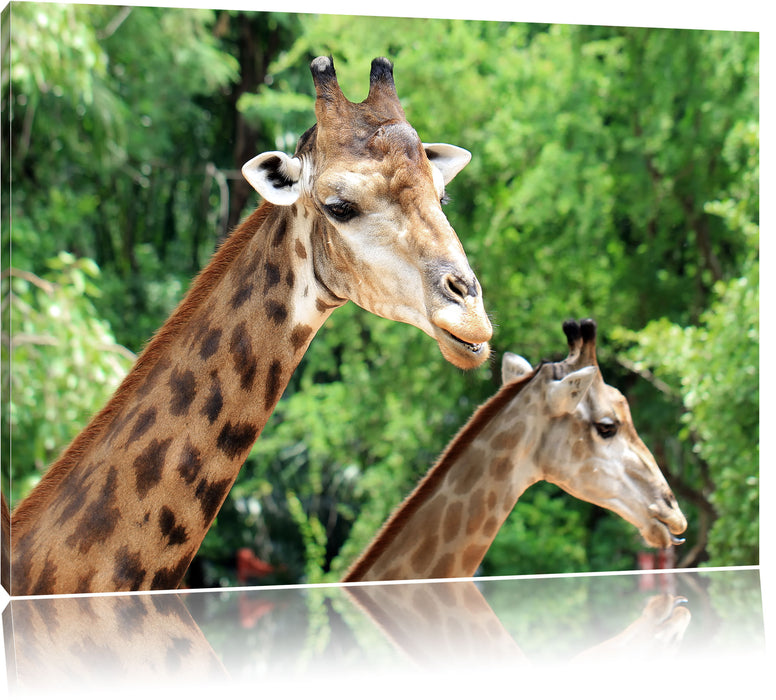 Pixxprint Giraffen, Leinwandbild