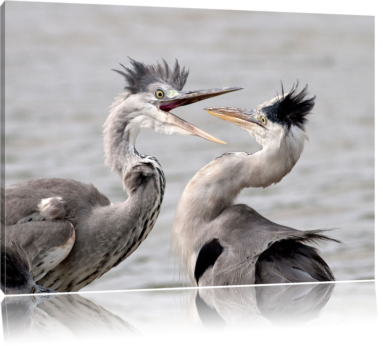 Pixxprint Zankende Vögel, Leinwandbild