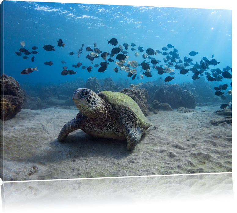 Schildkröte am Meeresboden Leinwandbild