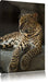 Majestäischer Leopard Leinwandbild