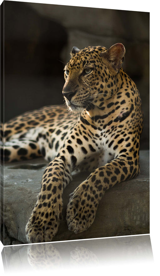 Majestäischer Leopard Leinwandbild
