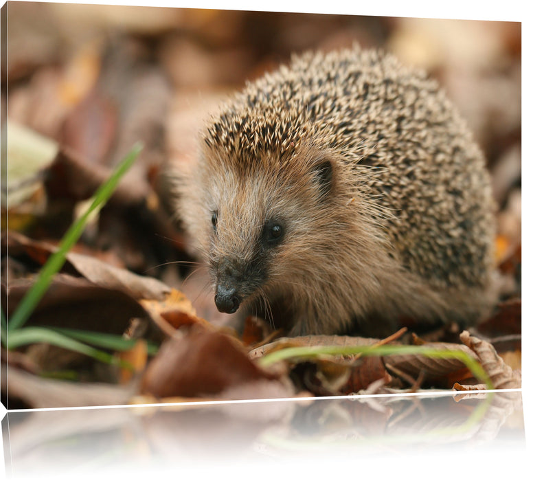 Pixxprint Kleiner Igel, Leinwandbild