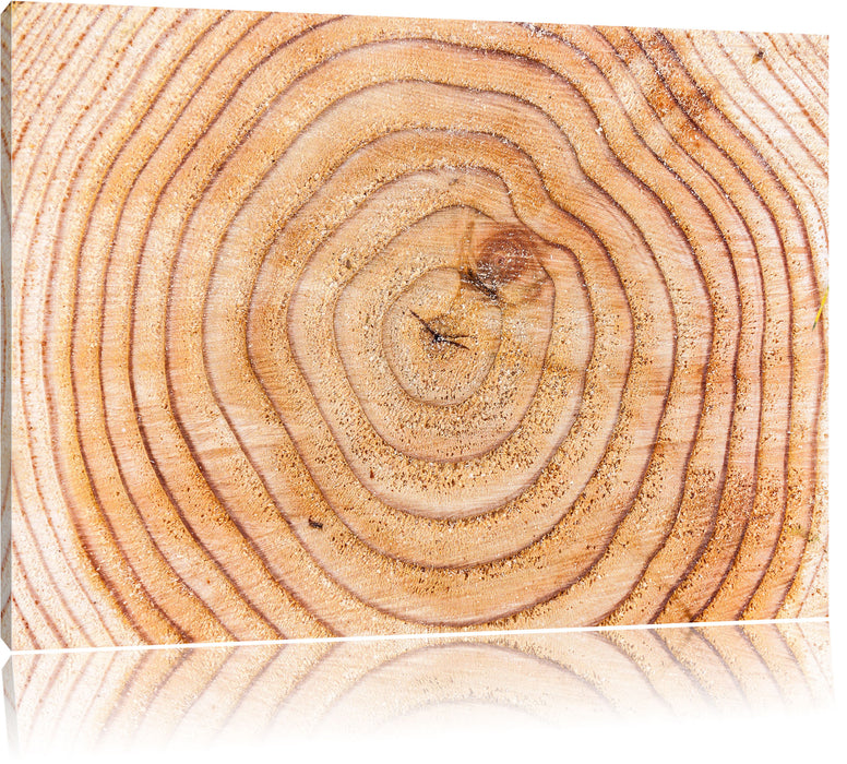 Pixxprint Baumringe, Leinwandbild