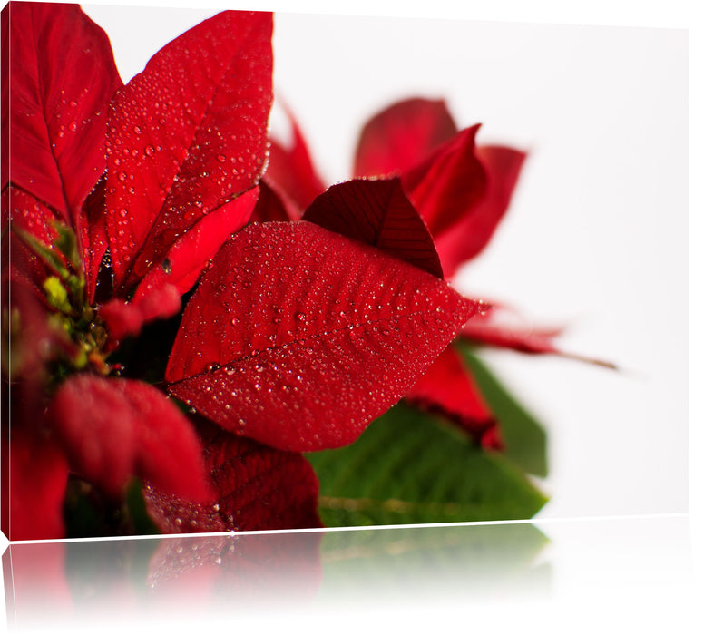 Pixxprint Blüte Weihnachtsstern, Leinwandbild