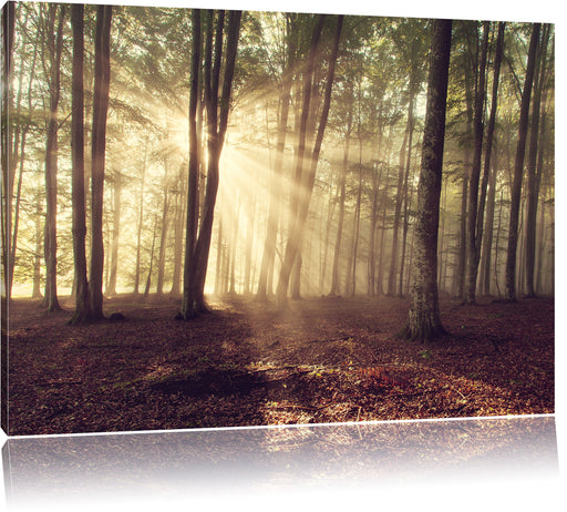 Waldlichtung im Sonnenschein Leinwandbild