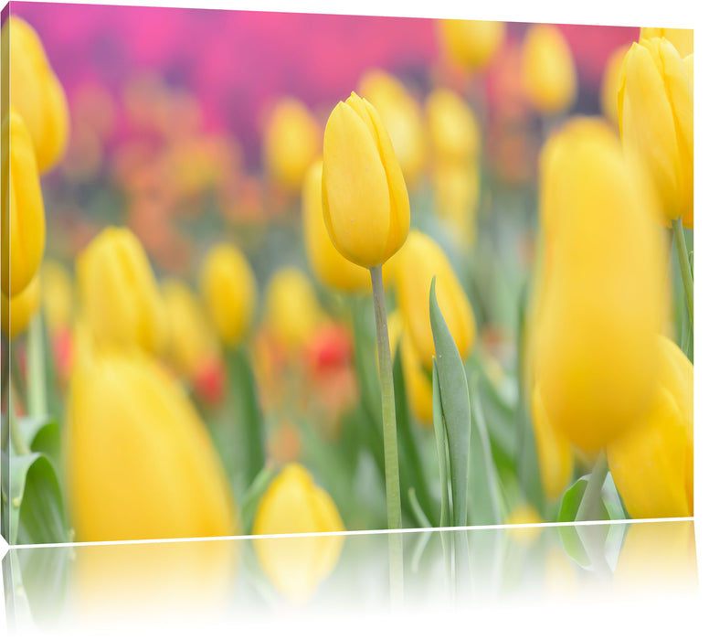 Pixxprint Gelbe Tulpen im Frühling, Leinwandbild