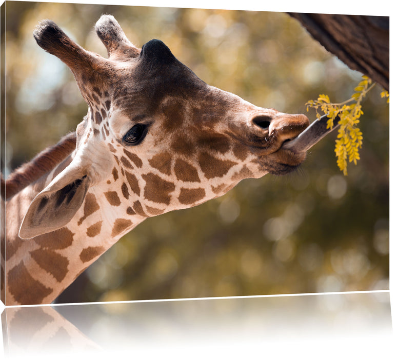 Pixxprint Giraffe Gesicht, Leinwandbild