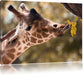 Giraffe Gesicht Leinwandbild