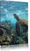 Schildkröte im Pazifik Leinwandbild