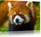 Roter Pandabär auf Ast Leinwandbild