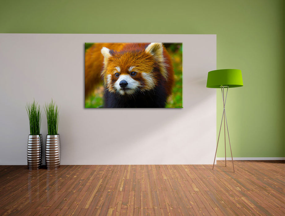 Roter Pandabär auf Ast Leinwandbild im Flur