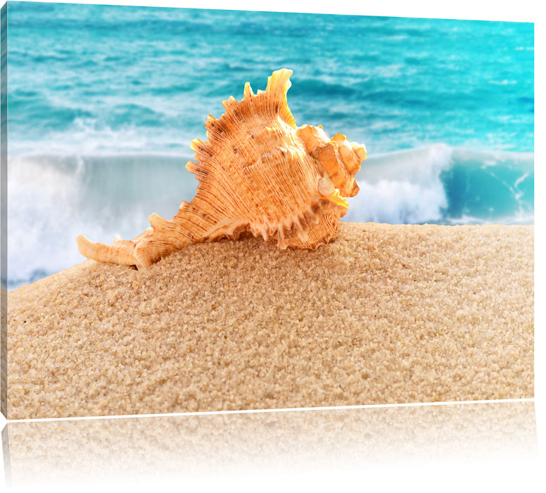 Pixxprint Muschel am Strand, Leinwandbild
