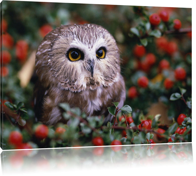 Eule im Vogelbeerenstrauch Leinwandbild