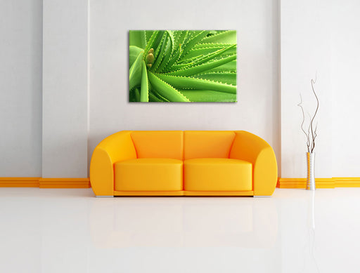Aloe Vera Leinwandbild über Sofa