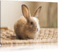 Süßes Kaninchen Leinwandbild
