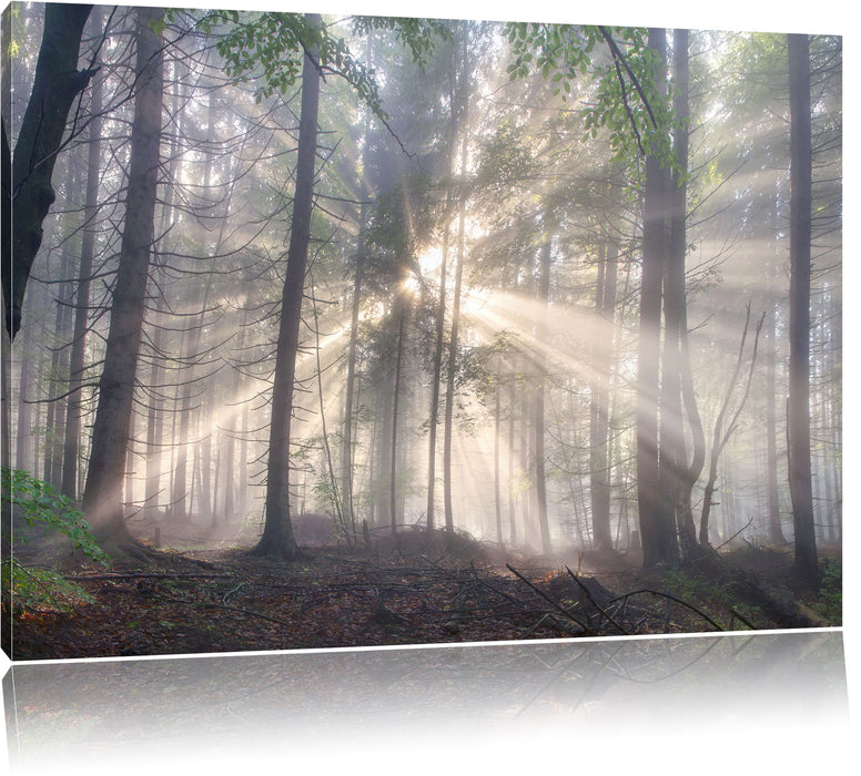 Pixxprint diesiger Waldweg, Leinwandbild