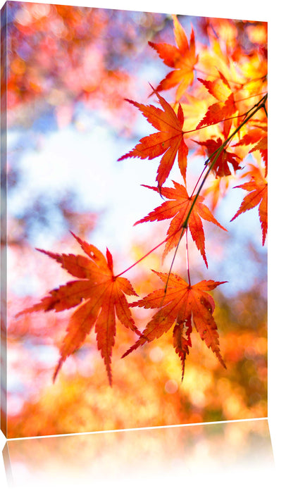 Pixxprint Roter Ahorn im Sonnenlicht, Leinwandbild