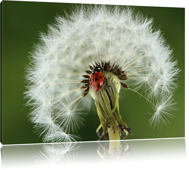 Pixxprint Marienkäfer auf Pusteblume, Leinwandbild