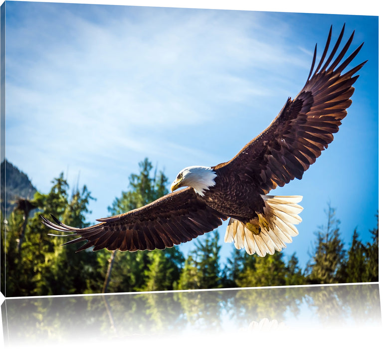 Pixxprint Adler, Leinwandbild