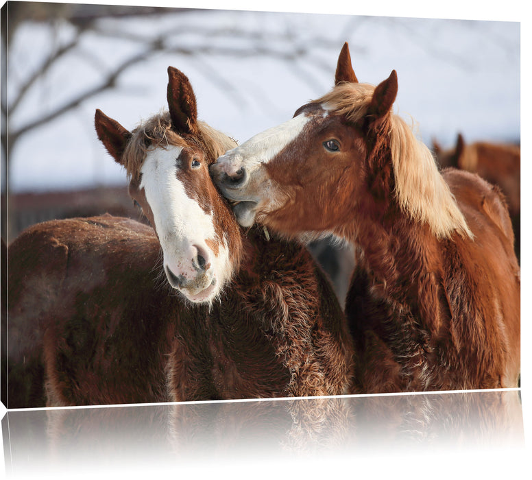 Pixxprint schmusende Pferde, Leinwandbild