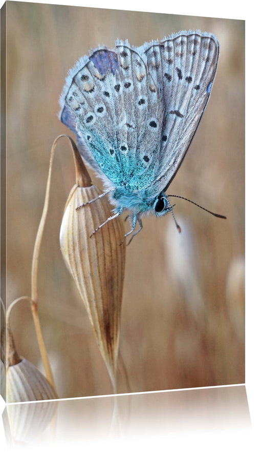 Schmetterling auf Blume Natur Tier Leinwandbild