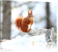 Eichhörnchen im Schnee Leinwandbild