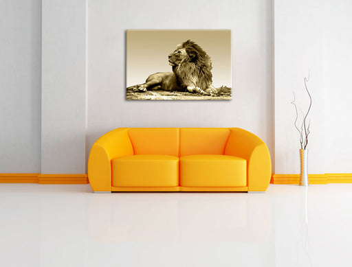 liegender Löwe Leinwandbild über Sofa