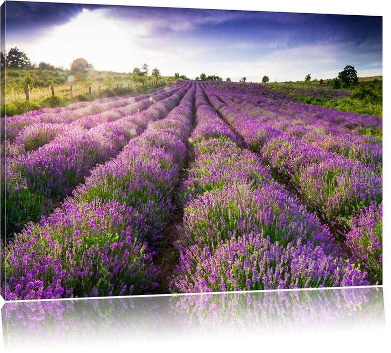 Lavendelfeld Provence Leinwandbild