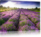 Lavendelfeld Provence Leinwandbild