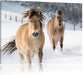 Pferd im Schnee Leinwandbild