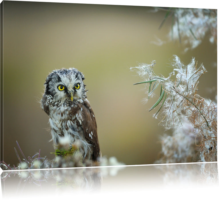 Pixxprint Kauz bestaunt Blatt, Leinwandbild