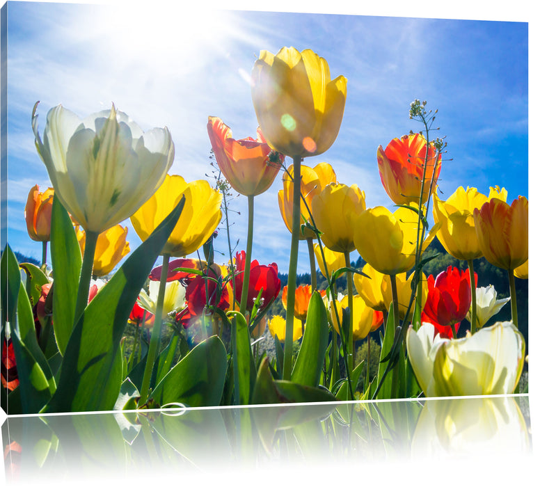 Pixxprint Wiese Froschperspektive, Leinwandbild