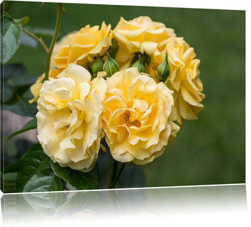 Weiß gelbe Rose Blumen Leinwandbild