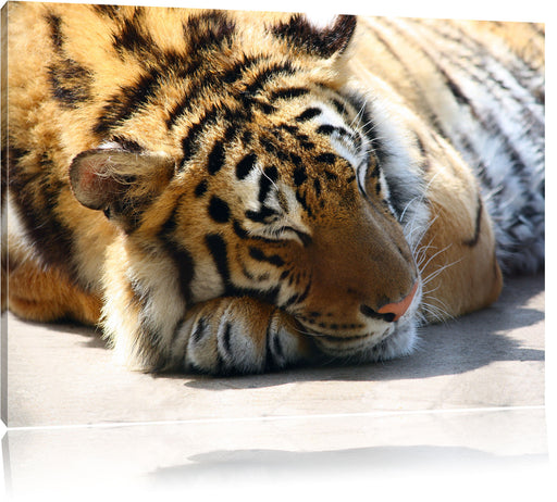 Verschlafener Tiger Leinwandbild