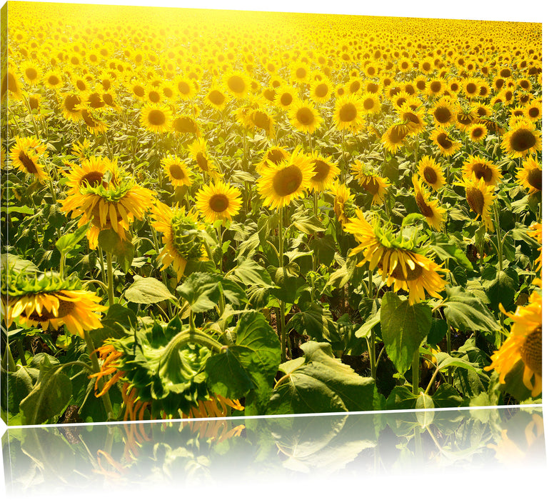 Pixxprint Riesiges Sonnenblumenfeld, Leinwandbild