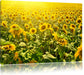 Riesiges Sonnenblumenfeld Leinwandbild