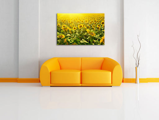 Riesiges Sonnenblumenfeld Leinwandbild über Sofa