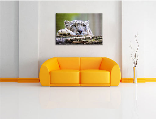 Schöner Leopard Leinwandbild über Sofa