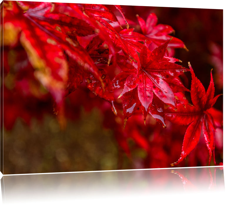 Pixxprint Roter Ahorn im Sonnenlicht, Leinwandbild