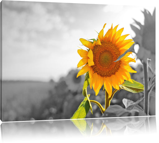Nahaufnahme einer Sonnenblume Leinwandbild