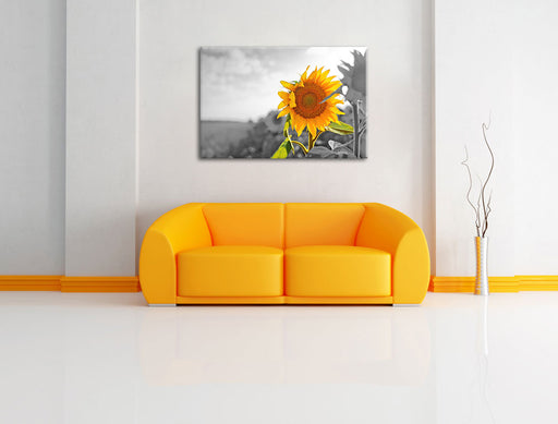 Nahaufnahme einer Sonnenblume Leinwandbild über Sofa