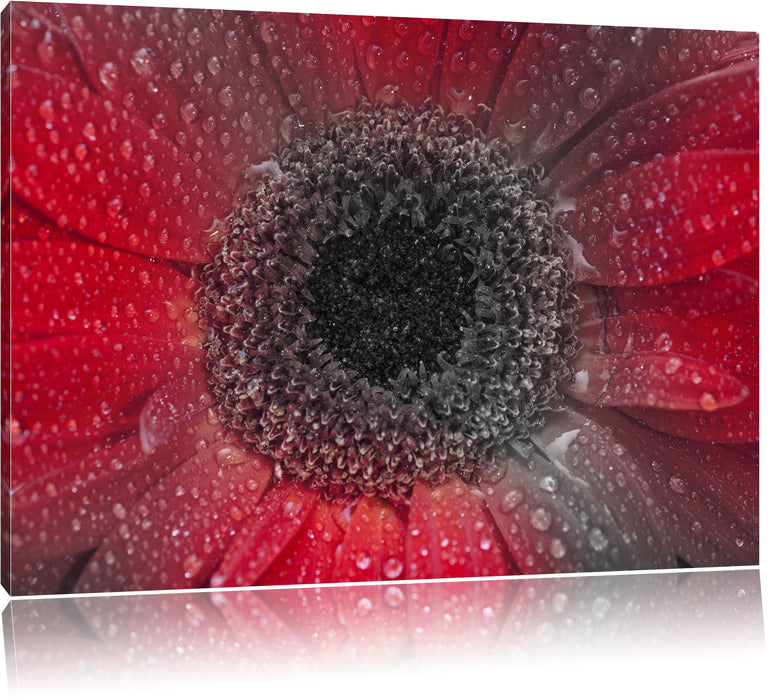 Pixxprint Rote Gerbera mit Wassertropfen, Leinwandbild