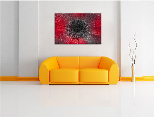 Rote Gerbera mit Wassertropfen Leinwandbild über Sofa