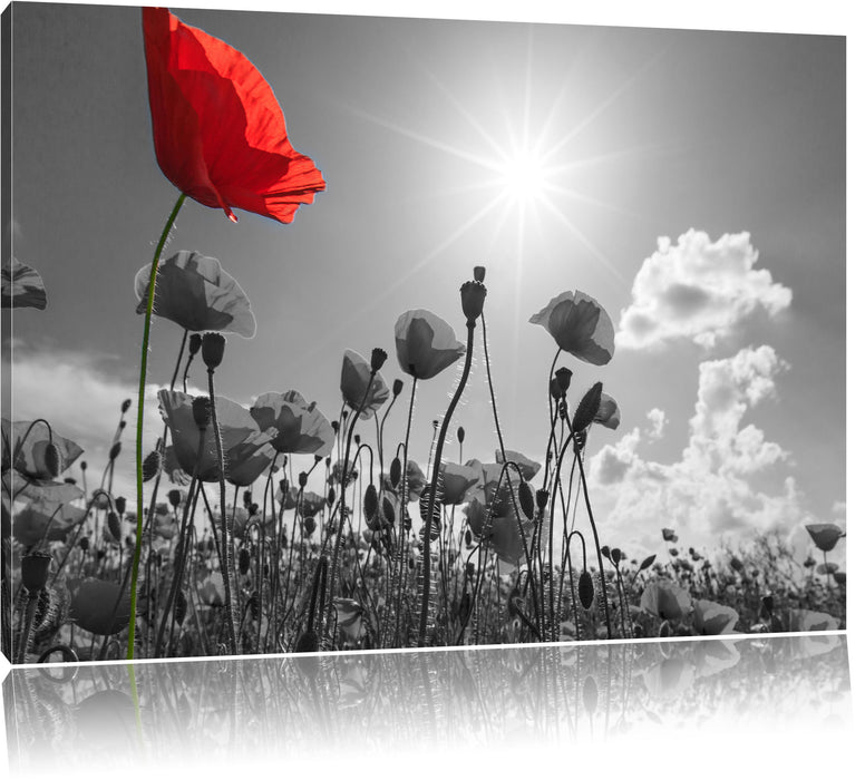 Pixxprint Mohnblumenfeld im Sommer, Leinwandbild
